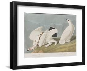 Illustration from 'Birds of America', 1827-38-John James Audubon-Framed Giclee Print