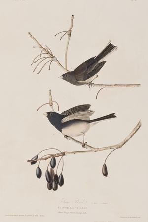 https://imgc.allpostersimages.com/img/posters/illustration-from-birds-of-america-1827-38_u-L-Q1HOIDU0.jpg?artPerspective=n
