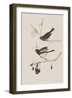 Illustration from 'Birds of America', 1827-38-John James Audubon-Framed Giclee Print