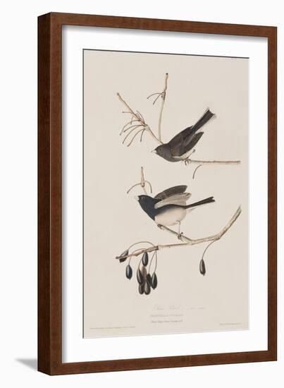 Illustration from 'Birds of America', 1827-38-John James Audubon-Framed Giclee Print