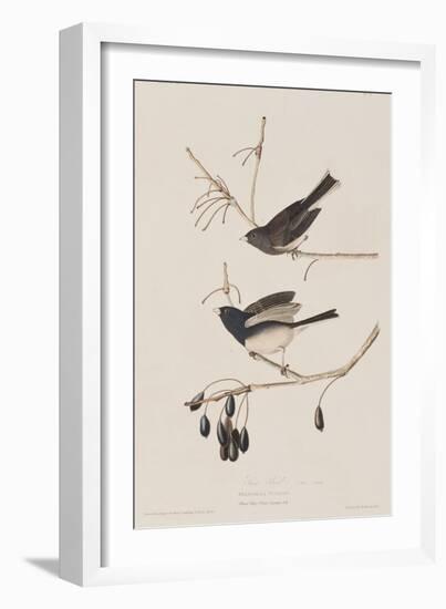 Illustration from 'Birds of America', 1827-38-John James Audubon-Framed Giclee Print