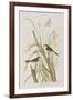 Illustration from 'Birds of America', 1827-38-John James Audubon-Framed Giclee Print