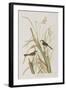 Illustration from 'Birds of America', 1827-38-John James Audubon-Framed Giclee Print