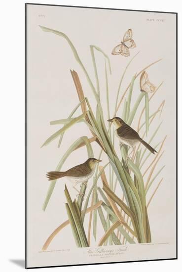 Illustration from 'Birds of America', 1827-38-John James Audubon-Mounted Giclee Print