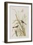 Illustration from 'Birds of America', 1827-38-John James Audubon-Framed Giclee Print