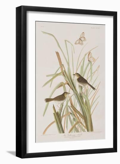 Illustration from 'Birds of America', 1827-38-John James Audubon-Framed Giclee Print