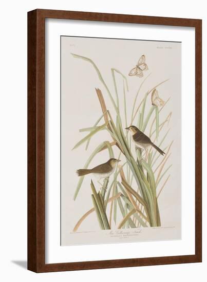 Illustration from 'Birds of America', 1827-38-John James Audubon-Framed Giclee Print