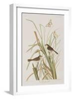 Illustration from 'Birds of America', 1827-38-John James Audubon-Framed Giclee Print