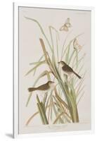 Illustration from 'Birds of America', 1827-38-John James Audubon-Framed Giclee Print