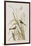 Illustration from 'Birds of America', 1827-38-John James Audubon-Framed Giclee Print