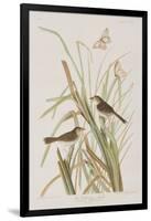 Illustration from 'Birds of America', 1827-38-John James Audubon-Framed Giclee Print