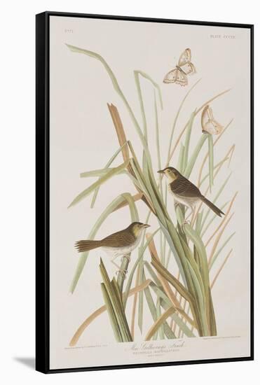 Illustration from 'Birds of America', 1827-38-John James Audubon-Framed Stretched Canvas