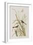 Illustration from 'Birds of America', 1827-38-John James Audubon-Framed Premium Giclee Print