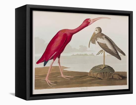 Illustration from 'Birds of America', 1827-38-John James Audubon-Framed Stretched Canvas