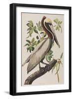 Illustration from 'Birds of America', 1827-38-John James Audubon-Framed Giclee Print