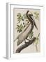 Illustration from 'Birds of America', 1827-38-John James Audubon-Framed Giclee Print