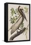 Illustration from 'Birds of America', 1827-38-John James Audubon-Framed Stretched Canvas