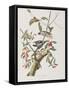 Illustration from 'Birds of America', 1827-38-John James Audubon-Framed Stretched Canvas