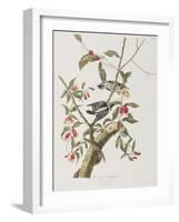 Illustration from 'Birds of America', 1827-38-John James Audubon-Framed Giclee Print