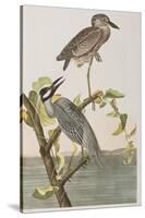 Illustration from 'Birds of America', 1827-38-John James Audubon-Stretched Canvas