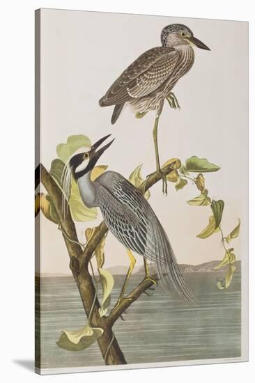 Illustration from 'Birds of America', 1827-38-John James Audubon-Stretched Canvas