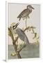 Illustration from 'Birds of America', 1827-38-John James Audubon-Framed Giclee Print