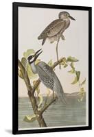 Illustration from 'Birds of America', 1827-38-John James Audubon-Framed Giclee Print