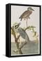 Illustration from 'Birds of America', 1827-38-John James Audubon-Framed Stretched Canvas