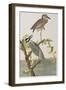 Illustration from 'Birds of America', 1827-38-John James Audubon-Framed Premium Giclee Print