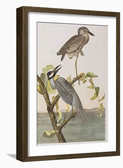 Illustration from 'Birds of America', 1827-38-John James Audubon-Framed Giclee Print