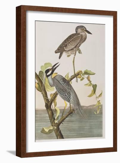 Illustration from 'Birds of America', 1827-38-John James Audubon-Framed Giclee Print