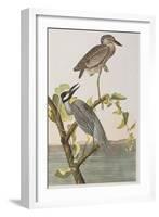 Illustration from 'Birds of America', 1827-38-John James Audubon-Framed Giclee Print