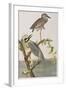 Illustration from 'Birds of America', 1827-38-John James Audubon-Framed Giclee Print