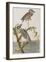 Illustration from 'Birds of America', 1827-38-John James Audubon-Framed Giclee Print