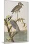 Illustration from 'Birds of America', 1827-38-John James Audubon-Mounted Giclee Print