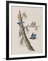 Illustration from 'Birds of America', 1827-38-John James Audubon-Framed Giclee Print