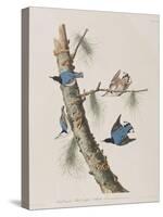 Illustration from 'Birds of America', 1827-38-John James Audubon-Stretched Canvas