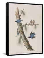 Illustration from 'Birds of America', 1827-38-John James Audubon-Framed Stretched Canvas