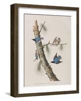 Illustration from 'Birds of America', 1827-38-John James Audubon-Framed Giclee Print