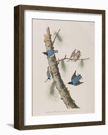 Illustration from 'Birds of America', 1827-38-John James Audubon-Framed Giclee Print