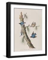 Illustration from 'Birds of America', 1827-38-John James Audubon-Framed Giclee Print