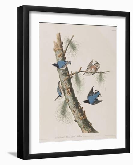 Illustration from 'Birds of America', 1827-38-John James Audubon-Framed Giclee Print