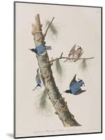 Illustration from 'Birds of America', 1827-38-John James Audubon-Mounted Giclee Print