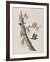 Illustration from 'Birds of America', 1827-38-John James Audubon-Framed Giclee Print