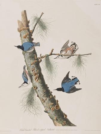 https://imgc.allpostersimages.com/img/posters/illustration-from-birds-of-america-1827-38_u-L-Q1HOITL0.jpg?artPerspective=n