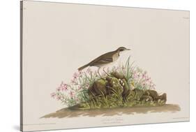 Illustration from 'Birds of America', 1827-38-John James Audubon-Stretched Canvas