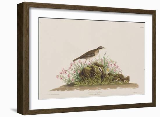 Illustration from 'Birds of America', 1827-38-John James Audubon-Framed Giclee Print