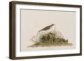 Illustration from 'Birds of America', 1827-38-John James Audubon-Framed Giclee Print