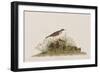 Illustration from 'Birds of America', 1827-38-John James Audubon-Framed Giclee Print