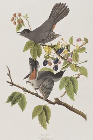 https://imgc.allpostersimages.com/img/posters/illustration-from-birds-of-america-1827-38_u-L-Q1HOJJQ0.jpg?artPerspective=n